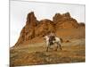 Cowgirl at Full Gallop with Red Rock Hills-Terry Eggers-Mounted Photographic Print