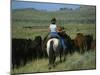 Cowgirl Driving Cattle by Highway 89, Park County, Montana, United States of America, North America-Robert Francis-Mounted Photographic Print