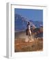 Cowgirl Riding a Trail in the Big Horn Mountains, Shell, Wyoming, USA-Joe Restuccia III-Framed Photographic Print