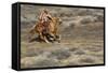 Cowgirl Riding at Full Speed in Motion-Terry Eggers-Framed Stretched Canvas