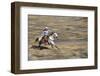 Cowgirl Riding at Full Speed in Motion-Terry Eggers-Framed Premium Photographic Print