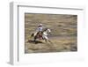 Cowgirl Riding at Full Speed in Motion-Terry Eggers-Framed Premium Photographic Print