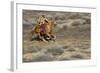 Cowgirl Riding at Full Speed in Motion-Terry Eggers-Framed Photographic Print