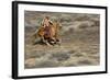 Cowgirl Riding at Full Speed in Motion-Terry Eggers-Framed Photographic Print