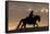 Cowgirl riding her horse in winter, Hideout Ranch, Shell, Wyoming.-Darrell Gulin-Framed Stretched Canvas