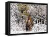 Cowgirl Riding in Autumn Aspens with a Fresh Snowfall-Terry Eggers-Framed Stretched Canvas