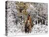 Cowgirl Riding in Autumn Aspens with a Fresh Snowfall-Terry Eggers-Stretched Canvas