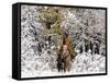 Cowgirl Riding in Autumn Aspens with a Fresh Snowfall-Terry Eggers-Framed Stretched Canvas