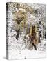 Cowgirl Riding in Autumn Aspens with a Fresh Snowfall-Terry Eggers-Stretched Canvas