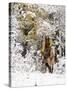 Cowgirl Riding in Autumn Aspens with a Fresh Snowfall-Terry Eggers-Stretched Canvas