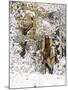 Cowgirl Riding in Autumn Aspens with a Fresh Snowfall-Terry Eggers-Mounted Photographic Print