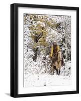 Cowgirl Riding in Autumn Aspens with a Fresh Snowfall-Terry Eggers-Framed Photographic Print