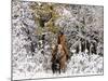 Cowgirl Riding in Autumn Aspens with a Fresh Snowfall-Terry Eggers-Mounted Photographic Print