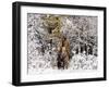 Cowgirl Riding in Autumn Aspens with a Fresh Snowfall-Terry Eggers-Framed Photographic Print