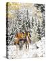 Cowgirls and Cowboy Riding in Autumn Aspens with a Fresh Snowfall-Terry Eggers-Stretched Canvas