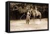 Cowgirls Roping-null-Framed Stretched Canvas