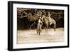 Cowgirls Roping-null-Framed Art Print