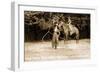 Cowgirls Roping-null-Framed Art Print