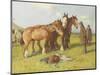 Cowhill Fair, C.1900-1919-John Atkinson-Mounted Giclee Print