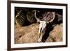 Cowl skull out in the desert, Tucson, Arizona, USA.-Julien McRoberts-Framed Photographic Print