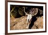 Cowl skull out in the desert, Tucson, Arizona, USA.-Julien McRoberts-Framed Photographic Print