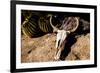 Cowl skull out in the desert, Tucson, Arizona, USA.-Julien McRoberts-Framed Photographic Print