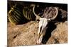 Cowl skull out in the desert, Tucson, Arizona, USA.-Julien McRoberts-Mounted Photographic Print