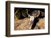 Cowl skull out in the desert, Tucson, Arizona, USA.-Julien McRoberts-Framed Photographic Print