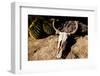 Cowl skull out in the desert, Tucson, Arizona, USA.-Julien McRoberts-Framed Photographic Print