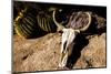 Cowl skull out in the desert, Tucson, Arizona, USA.-Julien McRoberts-Mounted Photographic Print