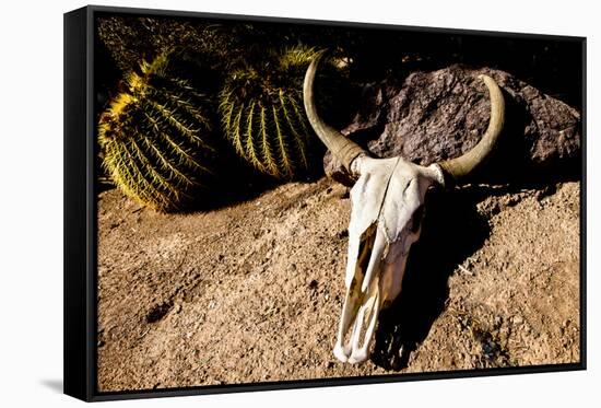 Cowl skull out in the desert, Tucson, Arizona, USA.-Julien McRoberts-Framed Stretched Canvas