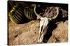 Cowl skull out in the desert, Tucson, Arizona, USA.-Julien McRoberts-Stretched Canvas