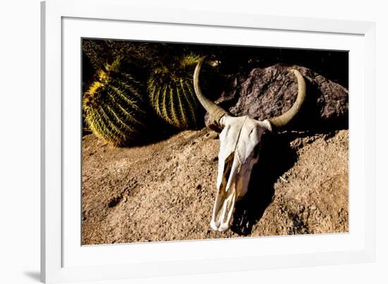 Cowl skull out in the desert, Tucson, Arizona, USA.-Julien McRoberts-Framed Premium Photographic Print