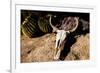 Cowl skull out in the desert, Tucson, Arizona, USA.-Julien McRoberts-Framed Premium Photographic Print