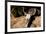 Cowl skull out in the desert, Tucson, Arizona, USA.-Julien McRoberts-Framed Premium Photographic Print