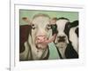 Cowlicous-Leah Saulnier-Framed Giclee Print