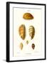 Cowrie Shells-John Mawe-Framed Art Print