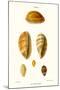 Cowrie Shells-John Mawe-Mounted Art Print