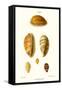 Cowrie Shells-John Mawe-Framed Stretched Canvas