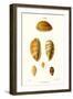 Cowrie Shells-John Mawe-Framed Art Print