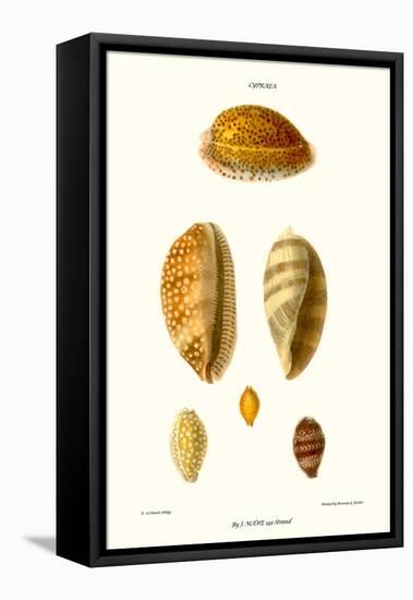 Cowrie Shells-John Mawe-Framed Stretched Canvas