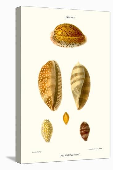 Cowrie Shells-John Mawe-Stretched Canvas