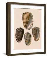 Cowry Helmets-G.b. Sowerby-Framed Giclee Print