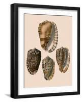 Cowry Helmets-G.b. Sowerby-Framed Giclee Print