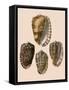 Cowry Helmets-G.b. Sowerby-Framed Stretched Canvas