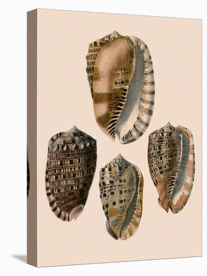 Cowry Helmets-G.b. Sowerby-Stretched Canvas