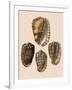 Cowry Helmets-G.b. Sowerby-Framed Giclee Print