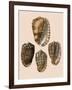 Cowry Helmets-G.b. Sowerby-Framed Giclee Print