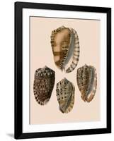 Cowry Helmets-G.b. Sowerby-Framed Giclee Print