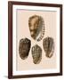 Cowry Helmets-G.b. Sowerby-Framed Giclee Print